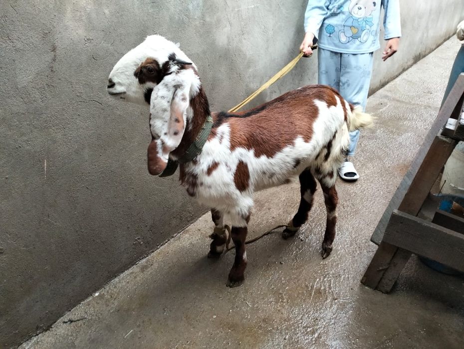 Породный ешкілер сатылады