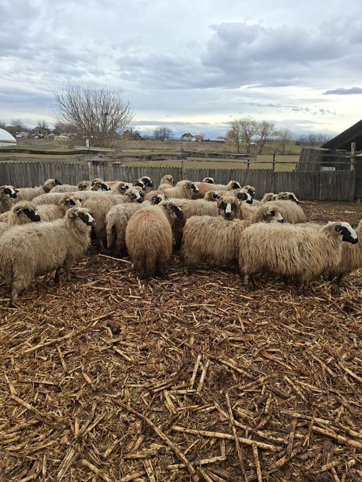 Oi si miei de vanzare