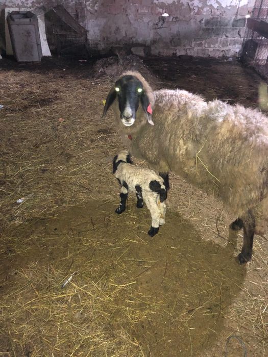 Vand  oi cu miei carabase sarbesti 1500