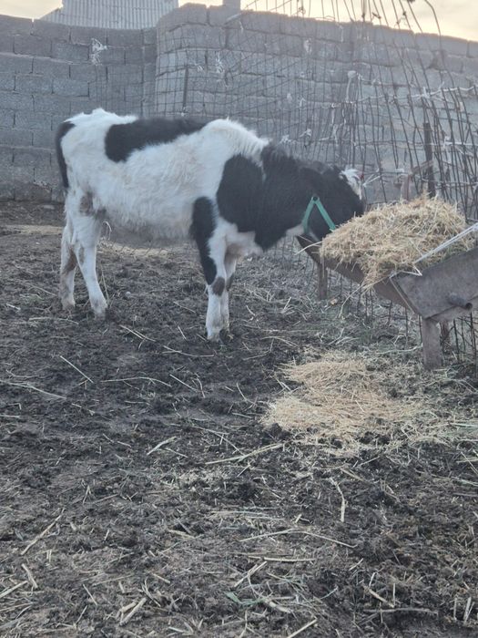 Тана сатылады 1жасар