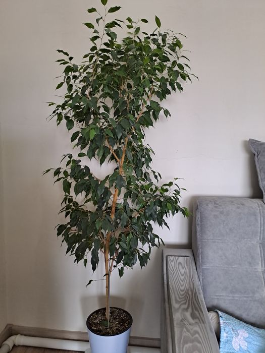 Гүлдер сатылады ( 3000 тг баста)