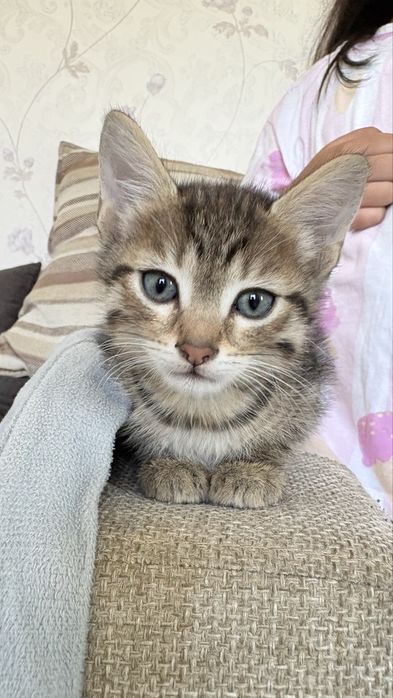 Отдам котят в хорошие руки