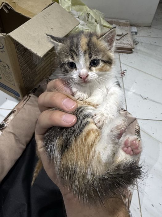 Котята в добрые руки