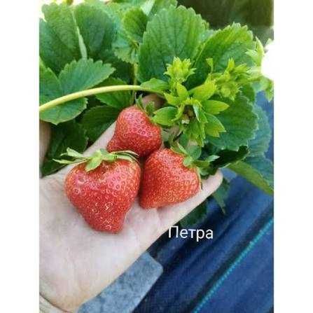 Рассада клубники