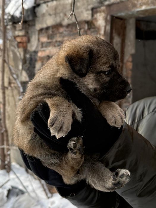 Дарю щенят!        .