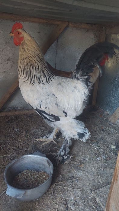 Xuroz sotiladi bramo