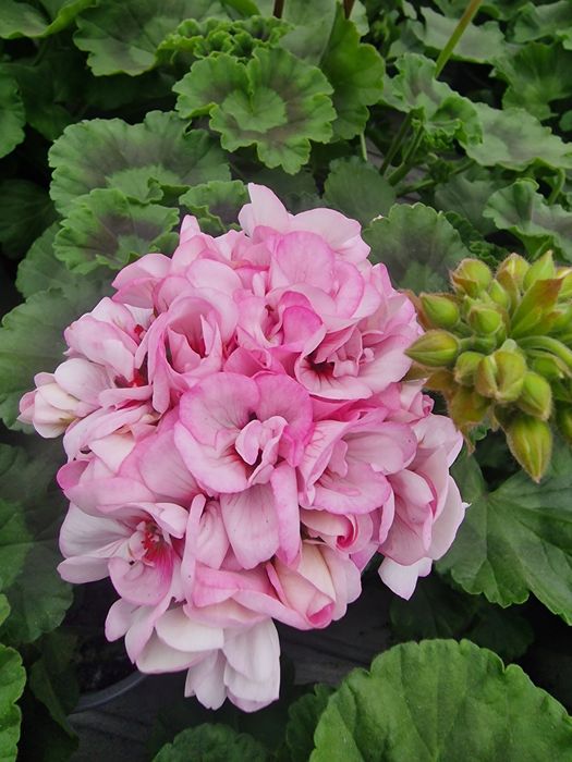 Flori de gradina si muscate