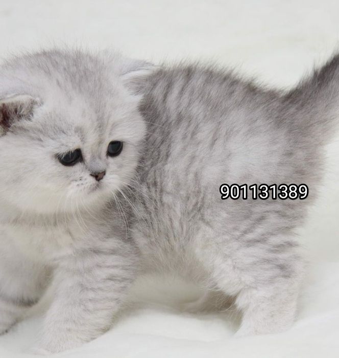 Тозза кон. Британский Шиншила Серабрист унил, киз 2 ойлик сотилади.