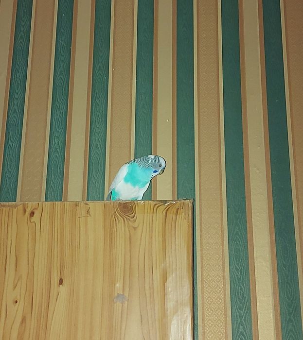 Продается   Попугай с клеткой!