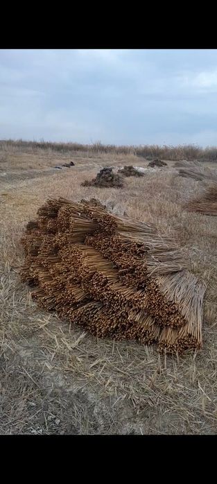 Тол новдаси сотилади