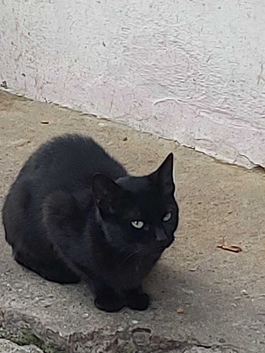 Pisici pentru adoptie