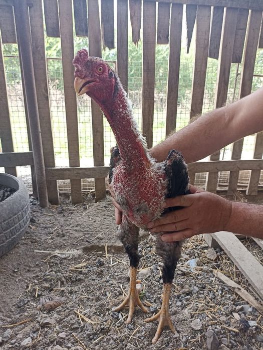 Продам Даканоооов