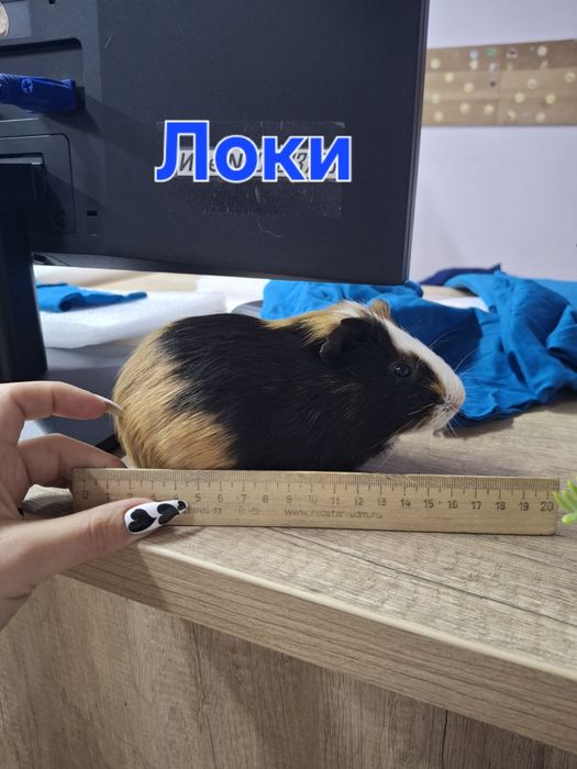 Клетка с с парочкой влюблённых морских свинок