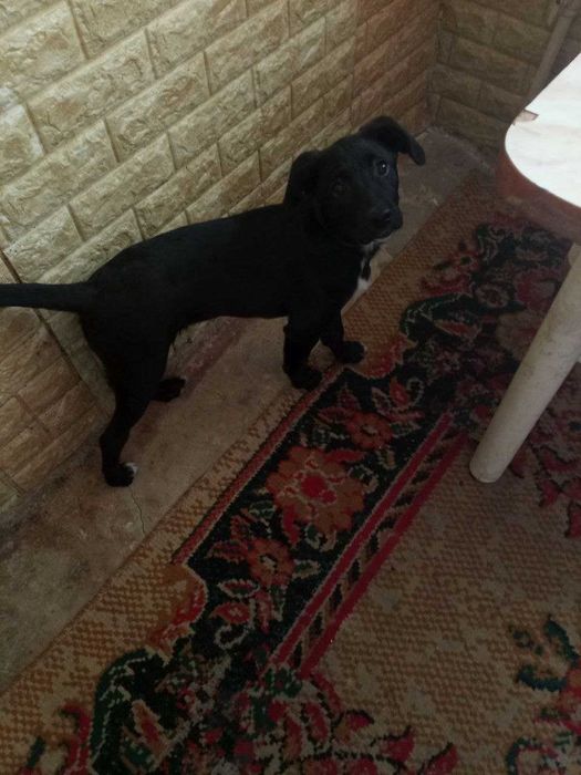 Отдается сабака в хорошие руки