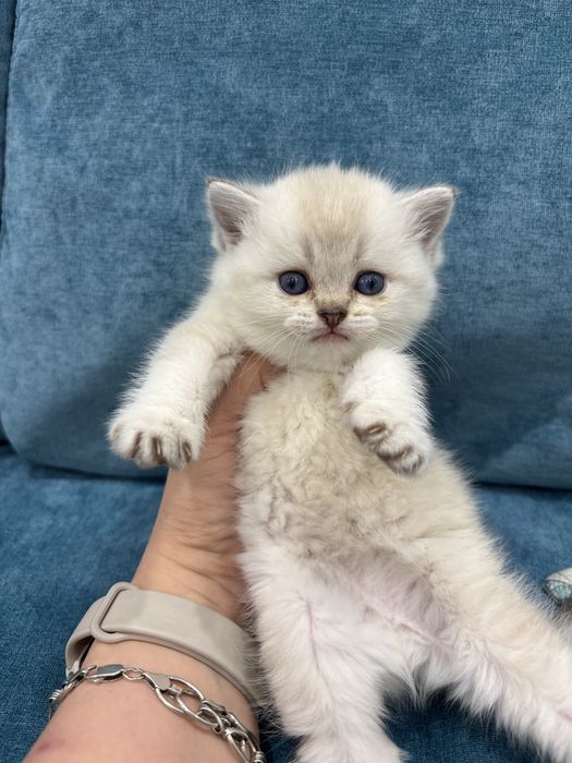 Продается котенок