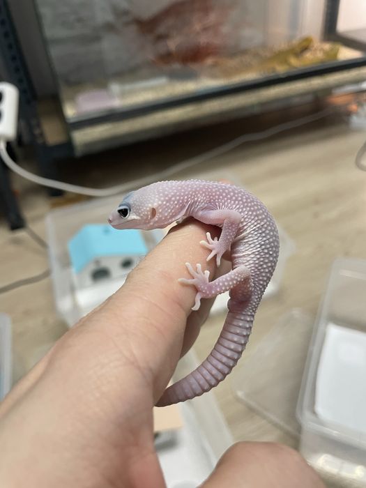 Эублифары геконы