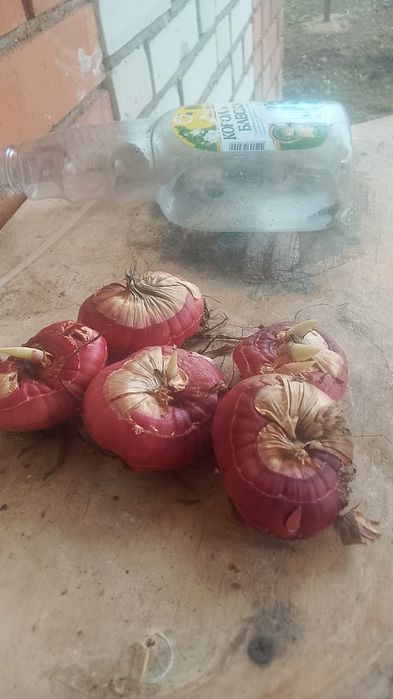 Гладиолусссссссссс