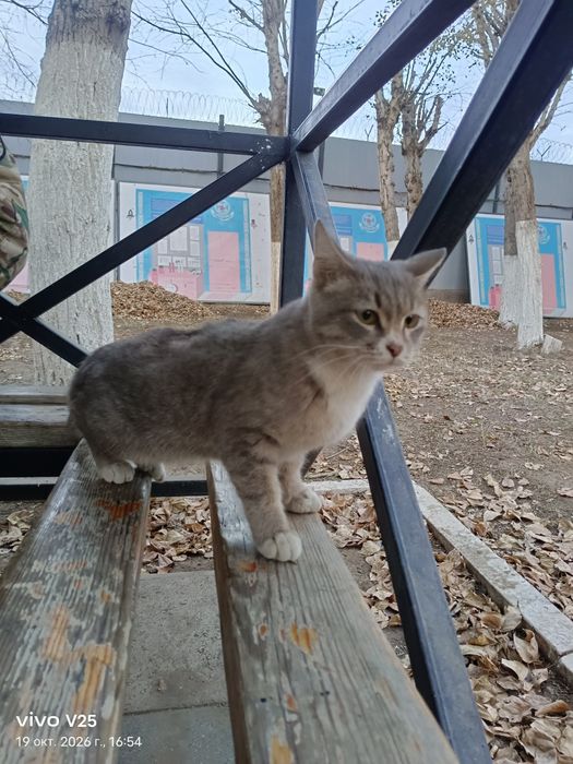 Кошка отдам бесплатно