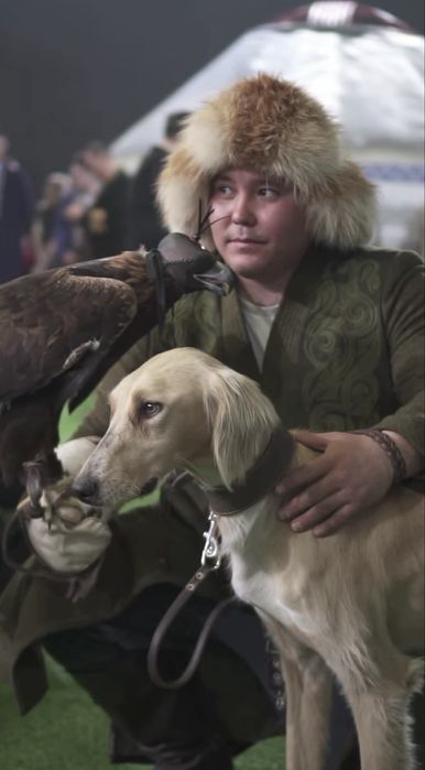 Тазы беркут на мероприятия и шоу