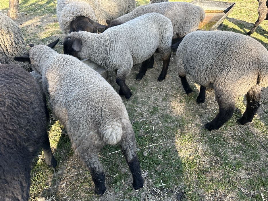 Suffolk berbecut 4 luni mieluta si oi