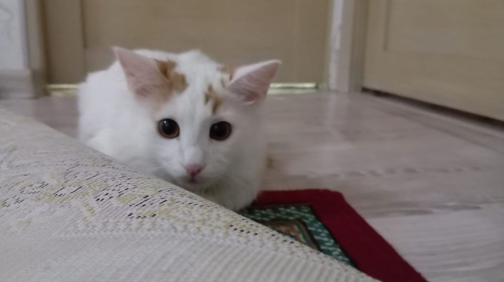 Милые котята в добрые руки