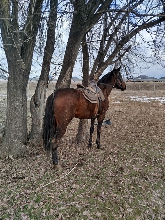 Айғыр бесті Жеребец