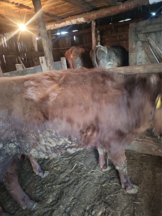 Продам бычок 1 лет 2 месяцев