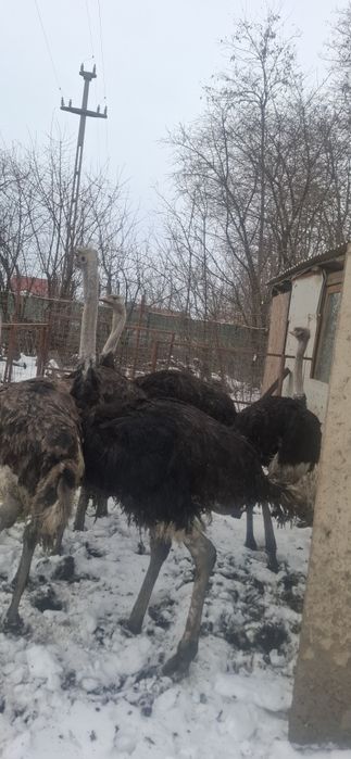 Vand struți prereproducatori