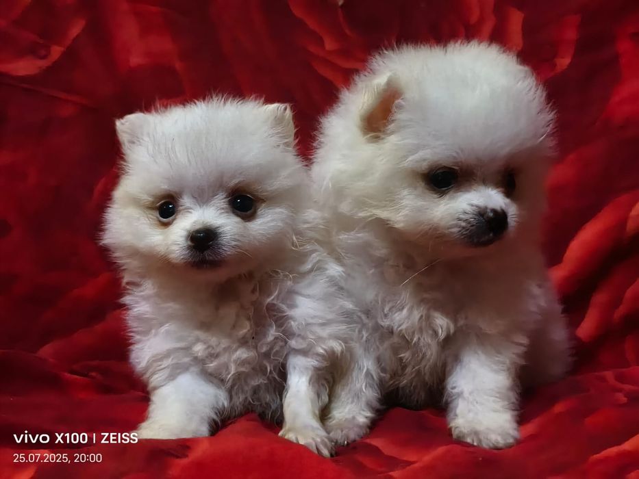 Очаровательные щенки шпица.