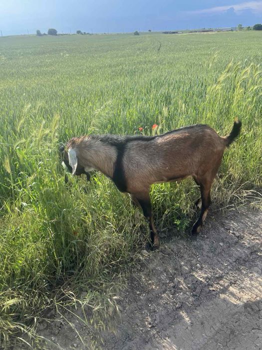 Продавам мъжки англо-нубийски ярета