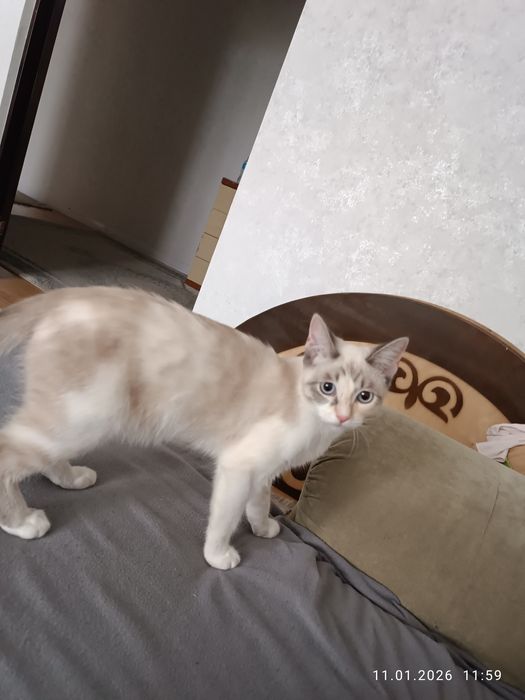 Кошку Бесплатно отдам