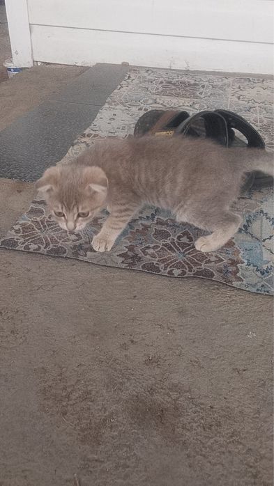 кошечка вислоушка