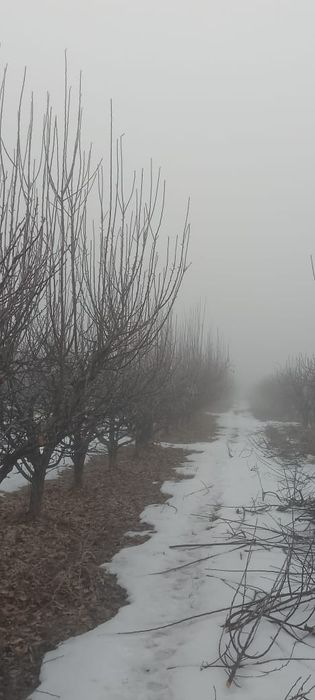 Обрезка деревьев