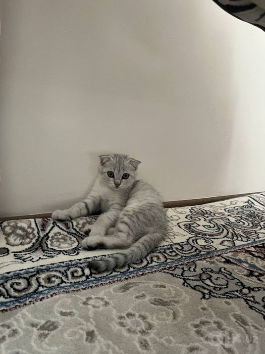 Серебристый скоттиш фолд