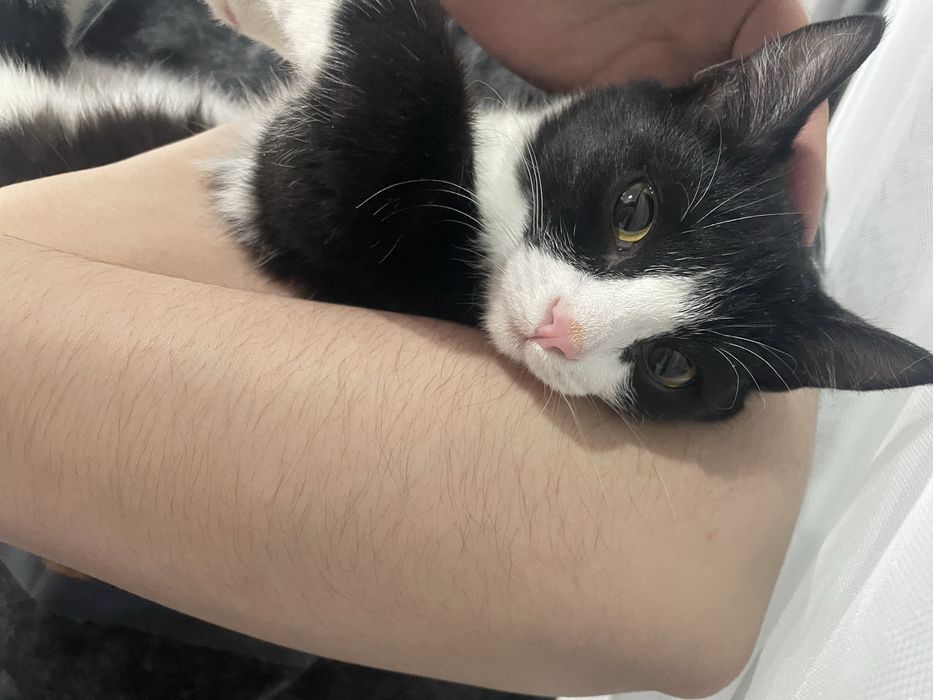 СРОЧНО отдаем кошку