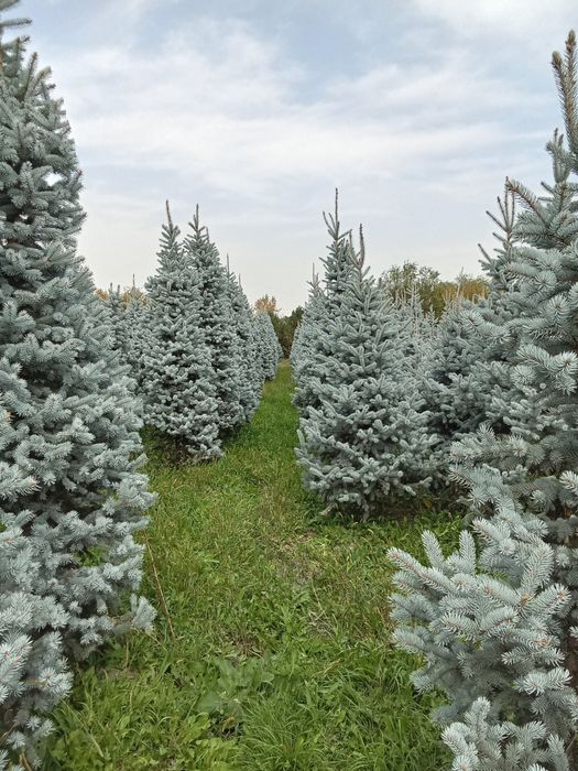 Голубые ёлки крупномеры