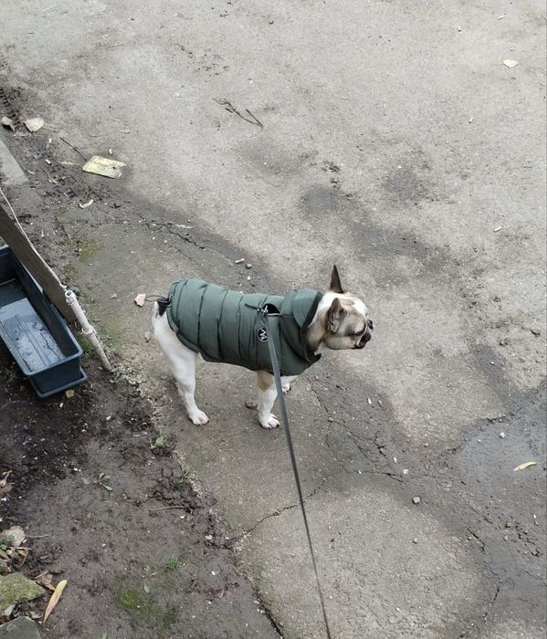 Bulldog francez mascul