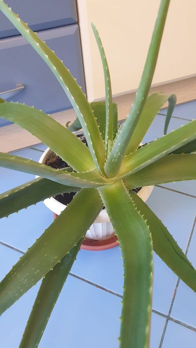 Продаётся лечебный цвет алоэ вера