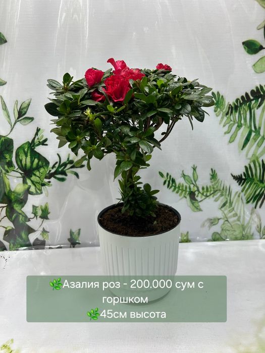 Гардения, Азалия, Хоя и др комнатные растения