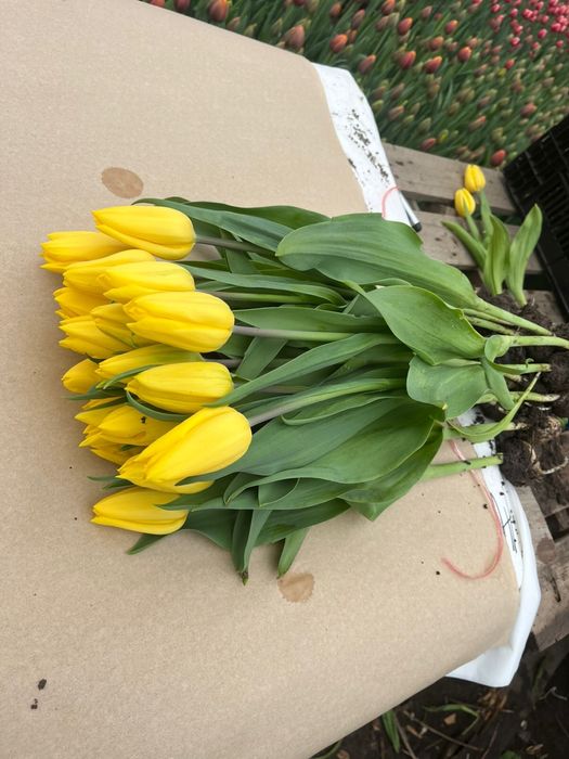 Тюльпаны цветы луковицы