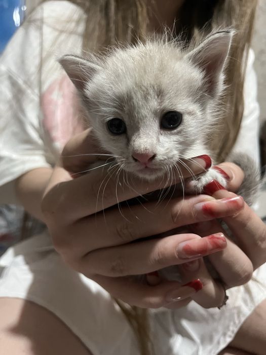 котенок срочно , в добрые руки