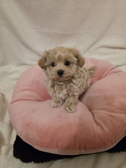 Pui Maltipoo Fetiță teacup