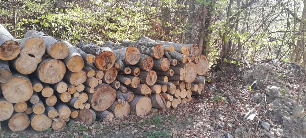 Lemne de foc de fag de vânzare