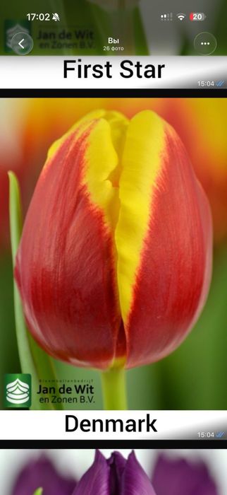 Тюльпаны оптом.