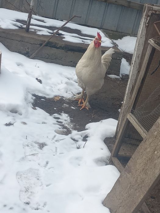 Продам домашнего крупного петуха