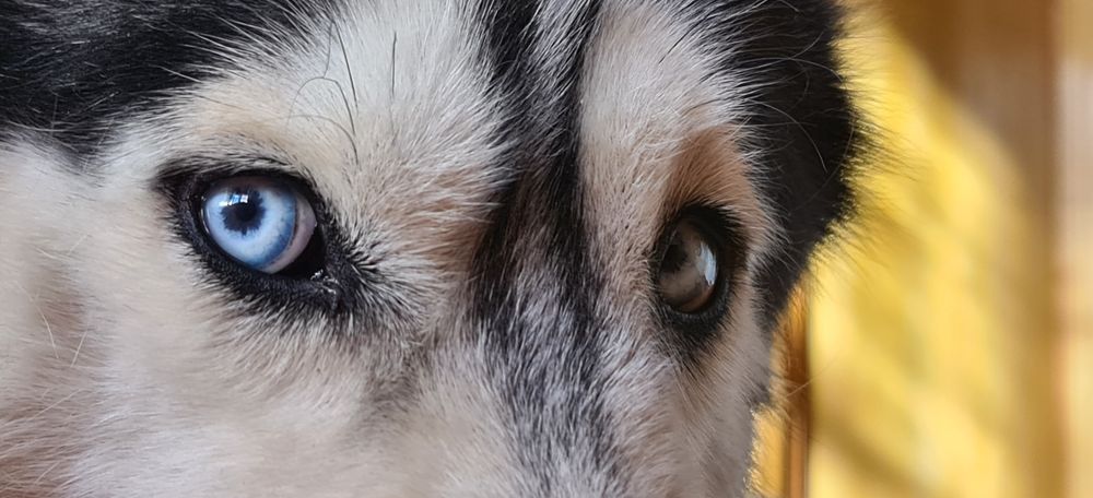 Вязка Сибирский Хаски