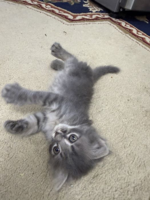 Отдам котят в добрые и заботливые руки!