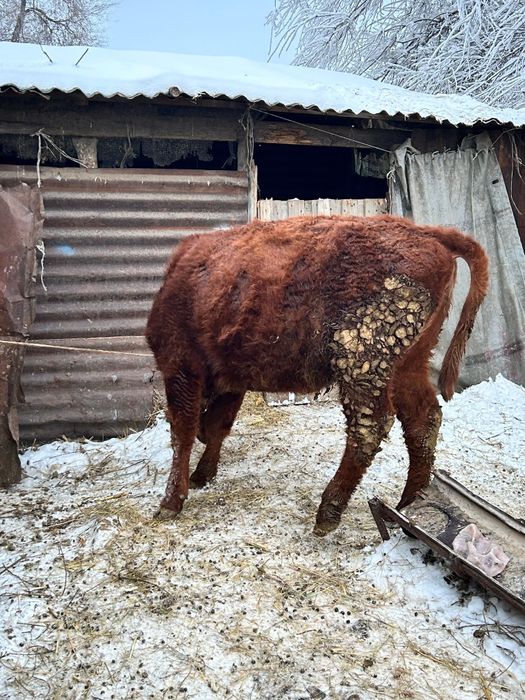 Продам.Тёлочак стоят на откорми.