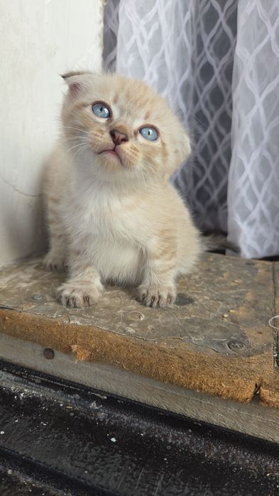 Котята даром веслоухие