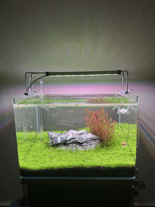 Aquascape profesional / Acvariu